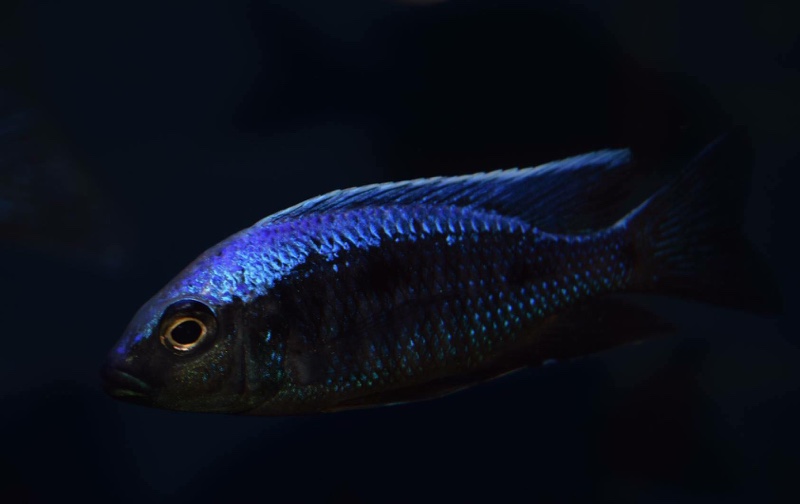 Copadichromis trewavasae 'Likoma Island'